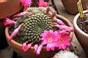 REBUTIA KRAINZIANA.jpg